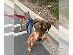 Coonhound Mix DOG FOR ADOPTION RGADN-1247594 - Lola - Shepherd / Coonhound /