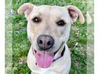 Labrador Retriever Mix DOG FOR ADOPTION RGADN-1247606 - Christina - Reduced Fee!