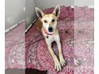 Carolina Dog Mix DOG FOR ADOPTION RGADN-1247608 - Alina - Carolina Dog / Mixed