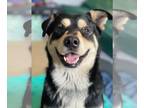 German Shepherd Dog-Siberian Husky Mix DOG FOR ADOPTION RGADN-1247610 - Rufus -