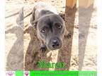 American Pit Bull Terrier Mix DOG FOR ADOPTION RGADN-1247615 - Maren - American