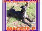 Collie-Italian Greyhound Mix DOG FOR ADOPTION RGADN-1247621 - MAGGIE-PIERCE -