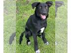Labrador Retriever Mix DOG FOR ADOPTION RGADN-1247624 - Kari's Tippy TX -