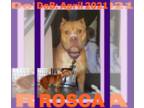 American Pit Bull Terrier DOG FOR ADOPTION RGADN-1247625 - ROSCA - Pit Bull