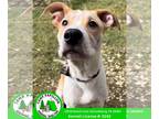 Collie Mix DOG FOR ADOPTION RGADN-1247631 - Hope - Collie / Terrier / Mixed Dog