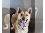 Shiba Inu Mix DOG FOR ADOPTION RGADN-1247635 - Glinda - Shepherd / Shiba Inu /