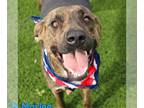 Mountain Cur-Plott Hound Mix DOG FOR ADOPTION RGADN-1247636 - Marlee - Plott