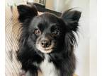 Pomeranian DOG FOR ADOPTION RGADN-1247639 - Yin - Pomeranian (long coat) Dog For