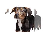 Plott Hound Mix DOG FOR ADOPTION RGADN-1247644 - Velma - Plott Hound / Mixed Dog