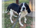Treeing Walker Coonhound DOG FOR ADOPTION RGADN-1247646 - Chase: Not at the
