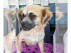 Papillon Mix DOG FOR ADOPTION RGADN-1247656 - Miss Piggy - Papillon / Mixed