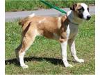 Whippet Mix DOG FOR ADOPTION RGADN-1247660 - Valor 39425 - Shepherd / Whippet /