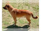 Anatolian Shepherd Mix DOG FOR ADOPTION RGADN-1247665 - Rover - Anatolian