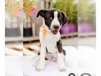 Beagle Mix DOG FOR ADOPTION RGADN-1247669 - KASSON - Terrier / Beagle / Mixed