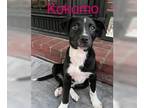 Beagle Mix DOG FOR ADOPTION RGADN-1247671 - KOKOMO - Terrier / Beagle / Mixed