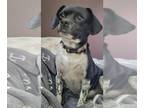 Beagle Mix DOG FOR ADOPTION RGADN-1247678 - Maleficent - Beagle / Mixed (short