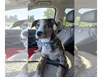 Border Collie-Catahoula Leopard Dog Mix DOG FOR ADOPTION RGADN-1247681 - Pixel -