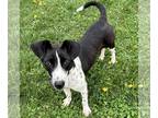 Border Collie-Rat Terrier Mix DOG FOR ADOPTION RGADN-1247698 - Pepita - Border