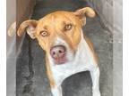 American Pit Bull Terrier Mix DOG FOR ADOPTION RGADN-1247705 - Scoobs - Pit Bull
