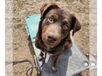 Labrador Retriever Mix DOG FOR ADOPTION RGADN-1247707 - Lolly - Labrador