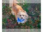 Pomeranian Mix DOG FOR ADOPTION RGADN-1247733 - Cookie - Pomeranian / Mixed