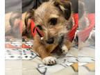 Norfolk Terrier-Norwich Terrier Mix DOG FOR ADOPTION RGADN-1247747 - Bambi -