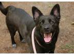 Adopt Mary Puppins a Cattle Dog, Mixed Breed