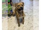 Boxer-Huskies Mix DOG FOR ADOPTION RGADN-1247754 - Rosco - Boxer / Husky / Mixed