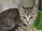 Adopt Jelly Jubilee a Domestic Short Hair