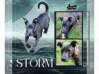 American Pit Bull Terrier Mix DOG FOR ADOPTION RGADN-1247769 - Storm - Pit Bull