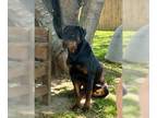 Rottweiler DOG FOR ADOPTION RGADN-1247775 - Gus - Rottweiler (short coat) Dog