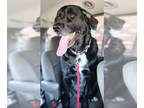 Mastiff Mix DOG FOR ADOPTION RGADN-1247791 - Bullet - Black Labrador Retriever /