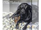 Pointer DOG FOR ADOPTION RGADN-1247796 - Melody - Pointer (short coat) Dog For