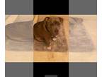 American Pit Bull Terrier Mix DOG FOR ADOPTION RGADN-1247802 - Z COURTESY