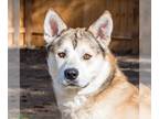 Alaskan Malamute DOG FOR ADOPTION RGADN-1247807 - Aries - Alaskan Malamute