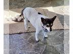 Rat Terrier Mix DOG FOR ADOPTION RGADN-1247808 - Lucy Lu (AZ) - Rat Terrier /