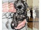 Poodle (Toy)-Pug Mix DOG FOR ADOPTION RGADN-1247812 - Kiwi Pup Clementine - Pug