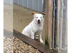 Labrador Retriever-Saint Bernard Mix DOG FOR ADOPTION RGADN-1247814 - Nova -