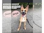 Pharaoh Hound Mix DOG FOR ADOPTION RGADN-1247816 - Samantha - Pharaoh Hound /