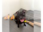 American Pit Bull Terrier DOG FOR ADOPTION RGADN-1247817 - Zeus - Pit Bull