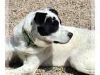 Border Collie-Retriever Mix DOG FOR ADOPTION RGADN-1247824 - Faber - Border