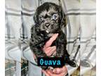 Pug-A-Poo DOG FOR ADOPTION RGADN-1247834 - Kiwi Pup Guava - Pug / Poodle