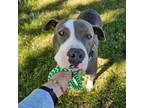 Adopt Hailey a Pit Bull Terrier, Mixed Breed