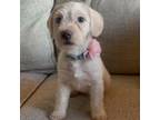 Adopt Lulu a West Highland White Terrier / Westie