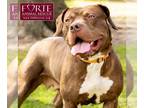 American Staffordshire Terrier Mix DOG FOR ADOPTION RGADN-1247872 - Frida -