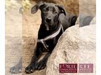 Labrador Retriever Mix DOG FOR ADOPTION RGADN-1247874 - Peli - Labrador