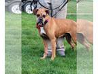 Boxer DOG FOR ADOPTION RGADN-1247875 - Dolly - Boxer (short coat) Dog For