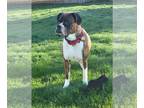 Boxer DOG FOR ADOPTION RGADN-1247876 - Margie - Boxer (short coat) Dog For