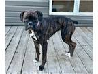 Boxer DOG FOR ADOPTION RGADN-1247878 - Faith - Boxer (short coat) Dog For