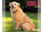 Golden Labrador DOG FOR ADOPTION RGADN-1247879 - Cooper - Golden Retriever /
